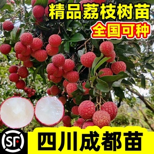 四川合江荔枝树苖无核荔枝盆栽妃子笑嫁接水果树苗糯米糍果苗结果