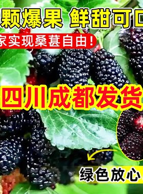 四川长果桑葚树苗果树果苗地盆栽南北方种植大叶黑桑树苗桑葚树苗