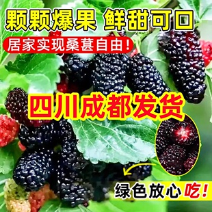 四川长果桑葚树苗果树果苗地盆栽南北方种植大叶黑桑树苗桑葚树苗