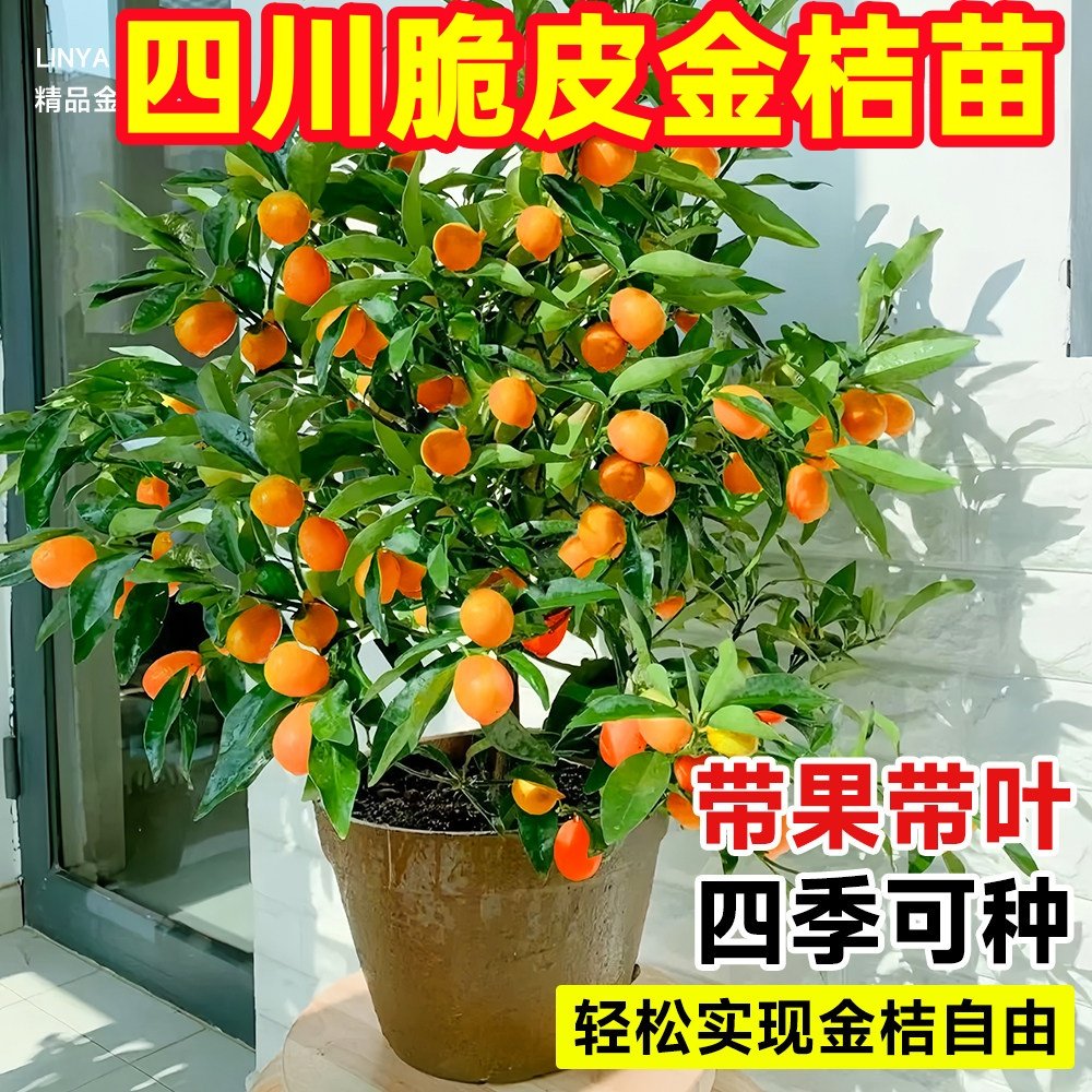 脆皮金桔苗原盆原土发货四季果树可食用橘子苗南北方种植当年结果,鲜花速递/花卉仿真/绿植园艺,果树,淘宝优惠券,粉丝福利购,淘宝优惠卷