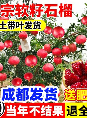 四川石榴树苗突尼斯软籽石榴当年结果南北方庭院种植特大果树果苗