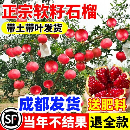 四川石榴树苗突尼斯软籽石榴当年结果南北方庭院种植特大果树果苗