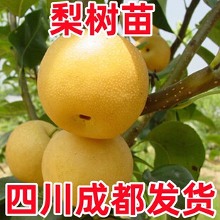 梨树苗嫁接苗翠冠梨丰水梨树苖地栽当年结果果树果苗南北方种植