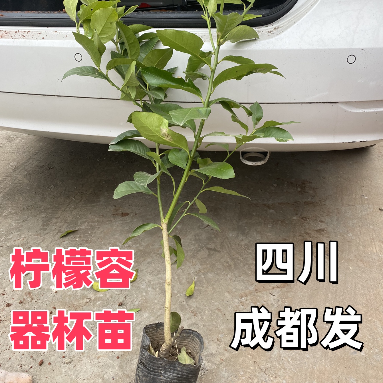 广东四季柠檬无籽台湾香水柠檬树苗食用盆地优植奥 香水柠檬树苗L