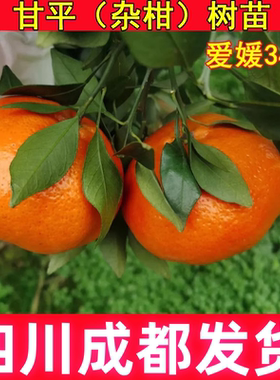 爱媛34号杂柑甘平苗柑橘皇后新品种果树苗桔子树苗嫁接南北方种植