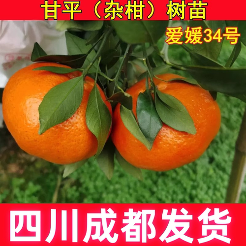 爱媛34号杂柑甘平苗柑橘皇后新品种果树苗桔子树苗嫁接南北方种植