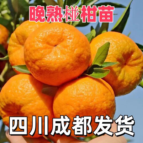 晚熟椪柑苗芦柑树苗 岩溪晚芦 芦柑苗南北方种植盆栽地栽当年结果