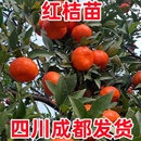 正宗川红桔红橘大红袍橘子陈皮原料南北方种植桔子当年结果果树苗