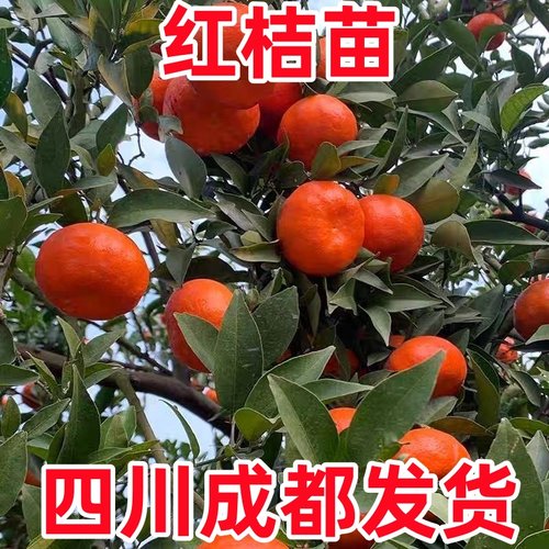 正宗川红桔红橘大红袍橘子陈皮原料南北方种植桔子当年结果果树苗