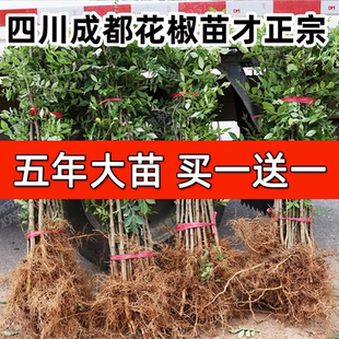 四川成都花椒树苗汉源花椒苗大红袍花椒树九叶青麻椒盆栽地栽庭院