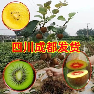 四川红心猕猴桃树苗南北方庭院种植黄心绿心徐香猕猴桃果树果苗