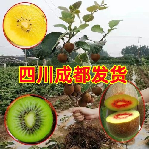 四川红心猕猴桃树苗南北方庭院种植黄心绿心徐香猕猴桃果树果苗