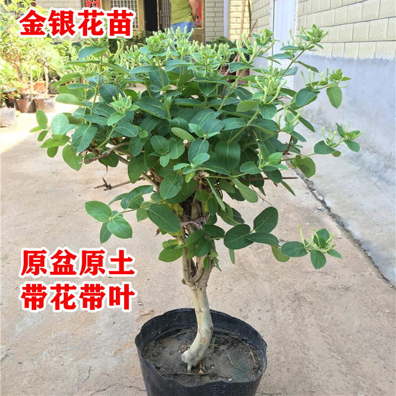 金银花苗北花一号懒汉爬藤植物盆栽地栽食用药用四季金银花树苗