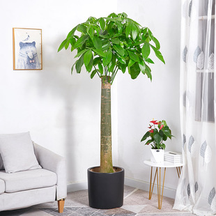 发财树大盆栽 单杆大树桩办公室家居招财植物乔迁送礼除甲醛绿植