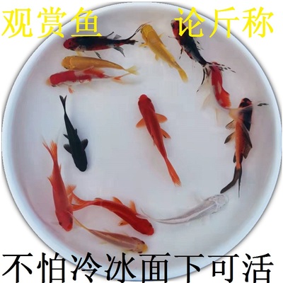 小鱼观赏鱼论斤称小金鱼活鱼花草红白红草金锦鲫锦鲤鱼饲料鱼好养