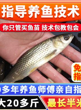 正宗草鱼苗特大尺寸螺蛳青鱼苗乌青草棒黑鲩重庆本地淡水养殖食用