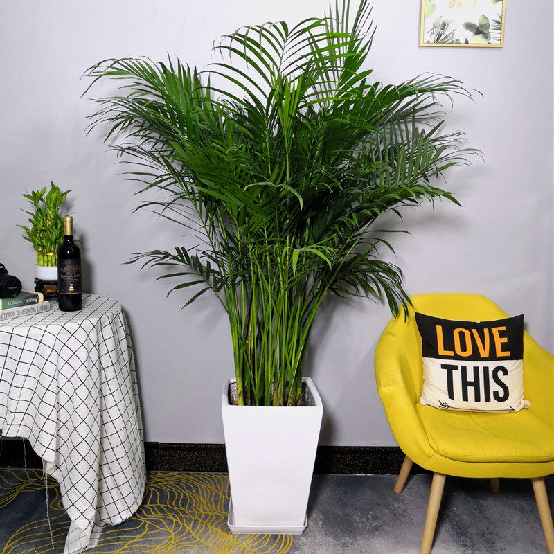 富贵椰子散尾葵凤尾竹盆栽办公室客厅室内四季常青大型绿植物包邮