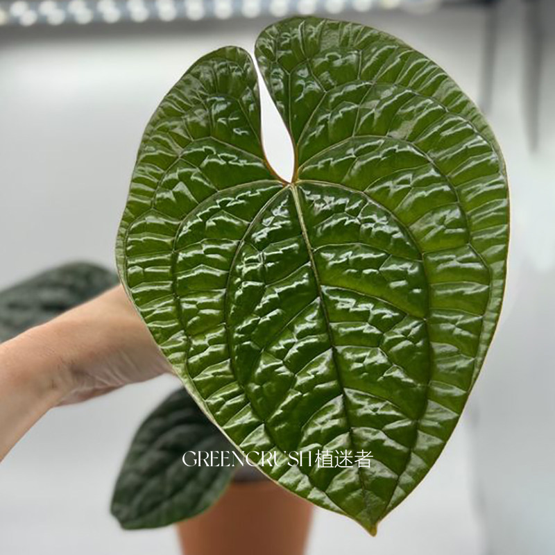 奢华花烛盆栽观叶绿植客厅阳台热带植物热植一物一拍植迷者