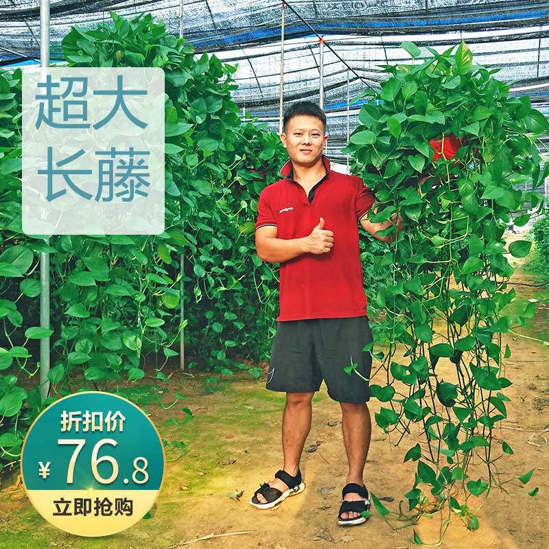 长藤垂吊绿萝盆栽室内吸除甲醛植物花卉办公室绿植好养大绿箩吊兰