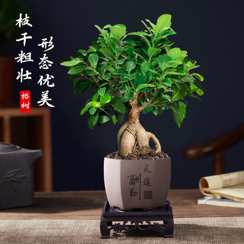 大榕树盆景办公室内桌面客厅绿植物花卉人参榕四季常青小榕树盆栽