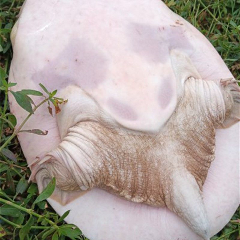 1-25斤多规格珍珠鳖甲鱼外塘食用巨型特大活体活物水鱼鲜活甲鱼,宠物/宠物食品及用品,龟/鳖,淘宝优惠券,粉丝福利购,淘宝优惠卷