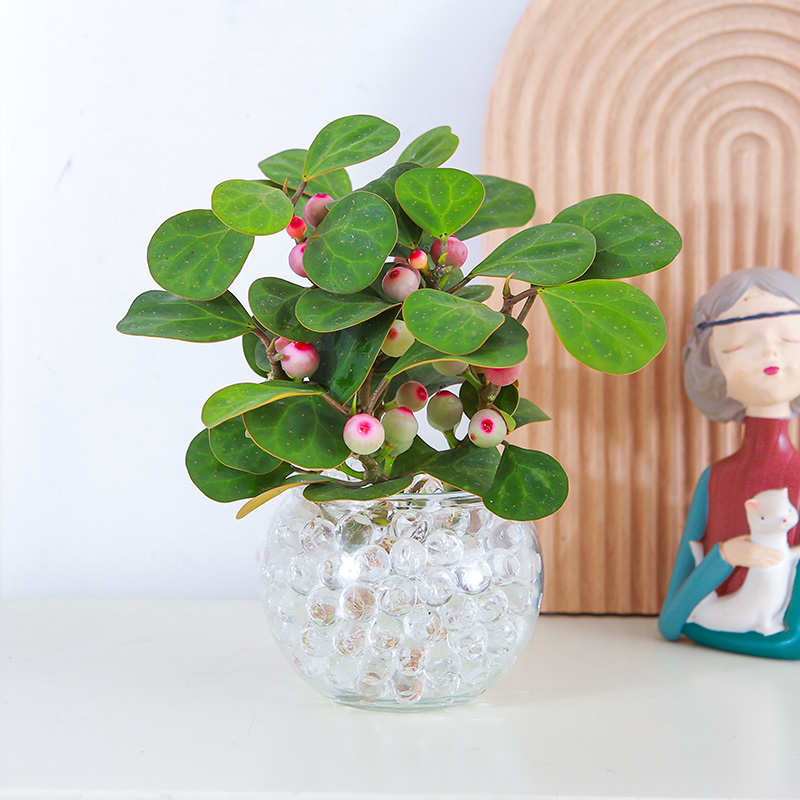 小盼菩提树盆栽水培植物带果发货室内桌面盆景客厅禅意摆件好养