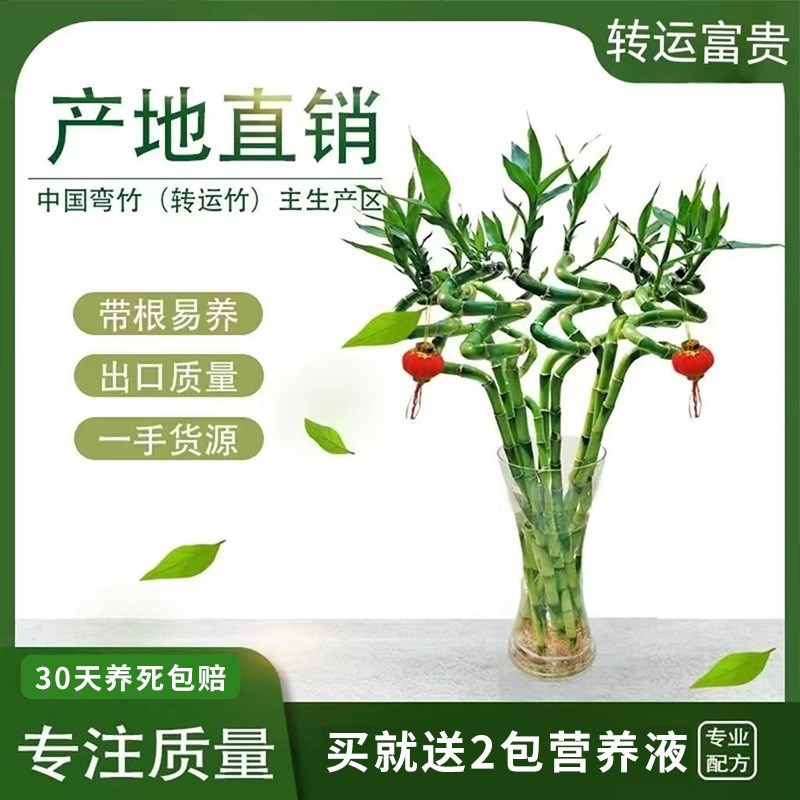 水培植物转运竹文昌竹龙竹观音竹带根水养室内盆栽客厅绿植节节高