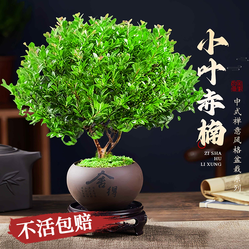 小叶赤楠盆景老桩苗紫檀盆栽微景观办公室四季好养金丝楠木绿植