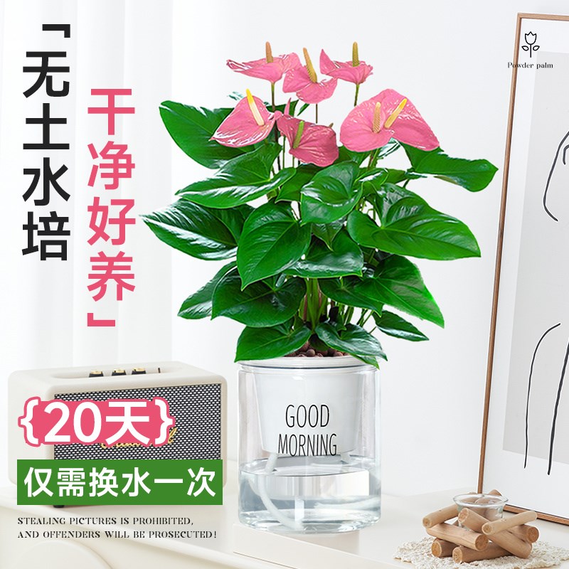 粉掌盆栽带花水培植物室内好养四季花卉绿植网红草适合懒人养的花