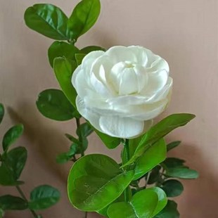 宝珠茉莉花苗圆叶白茉莉耐高温暴晒超重瓣宝珠小荷花盆栽阳台庭院