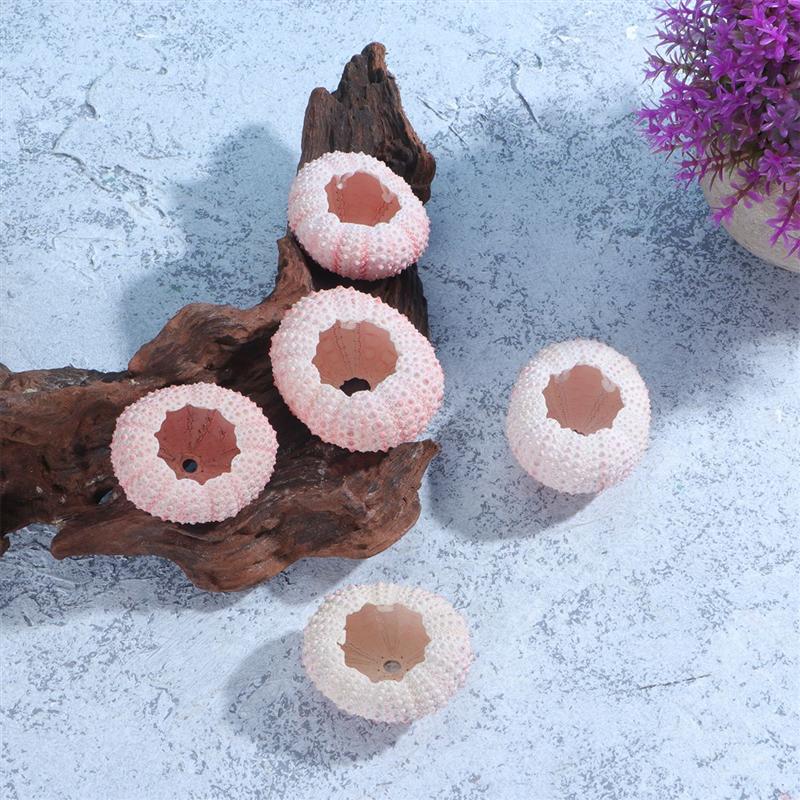 5 Pcs Above 4CM Sea Urchin Shells Conch Shells Tillandsia
