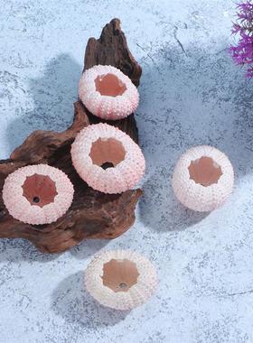 5 Pcs Above 4CM Sea Urchin Shells Conch Shells Tillandsia