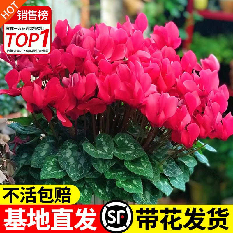 仙客来盆栽花苗兔耳花四季开花耐寒好养大花阳台室内花卉蝶衣花