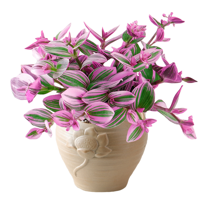 油画婚礼吊兰垂吊植物花卉植物室内花盆栽多肉水培绿植阳台紫露兰