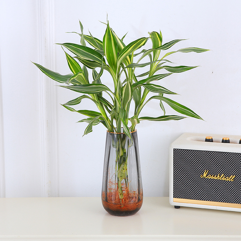 水培植物带根金边银边百合竹盆栽富贵竹桌面耐阴水养绿植净化空气