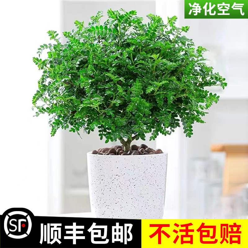 正宗清香胡椒木盆栽驱蚊草植物室内外花卉老桩盆景易活九里香绿植