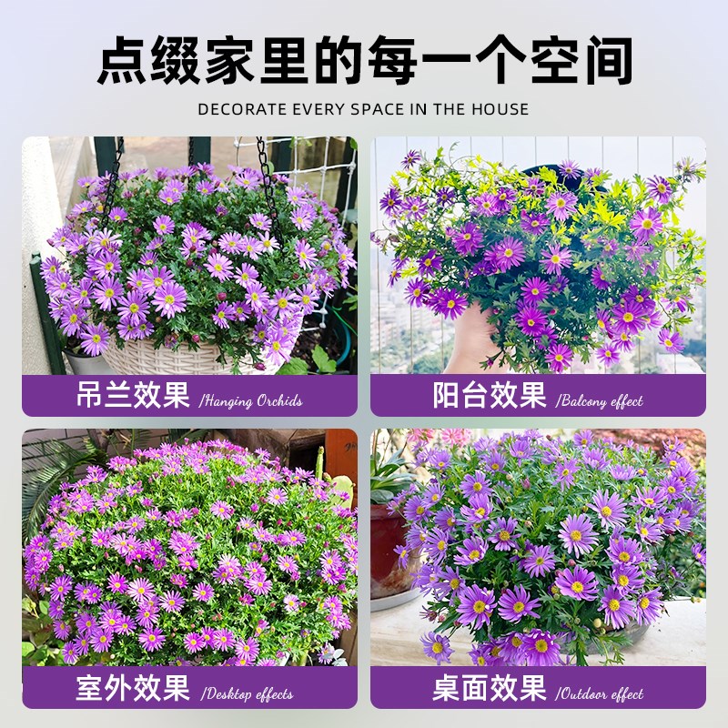 姬小菊盆栽带花苞玛格丽特花苗四季花卉阳台植物爆盆开花满天星