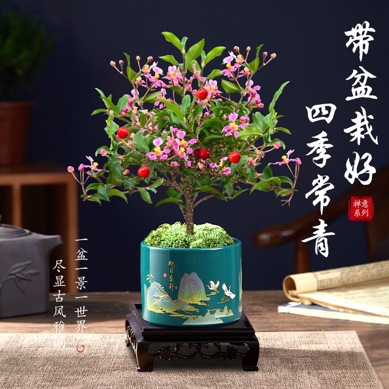 台湾李氏樱桃盆景小盆栽带花结果可食果树室内花卉绿植物四季好养