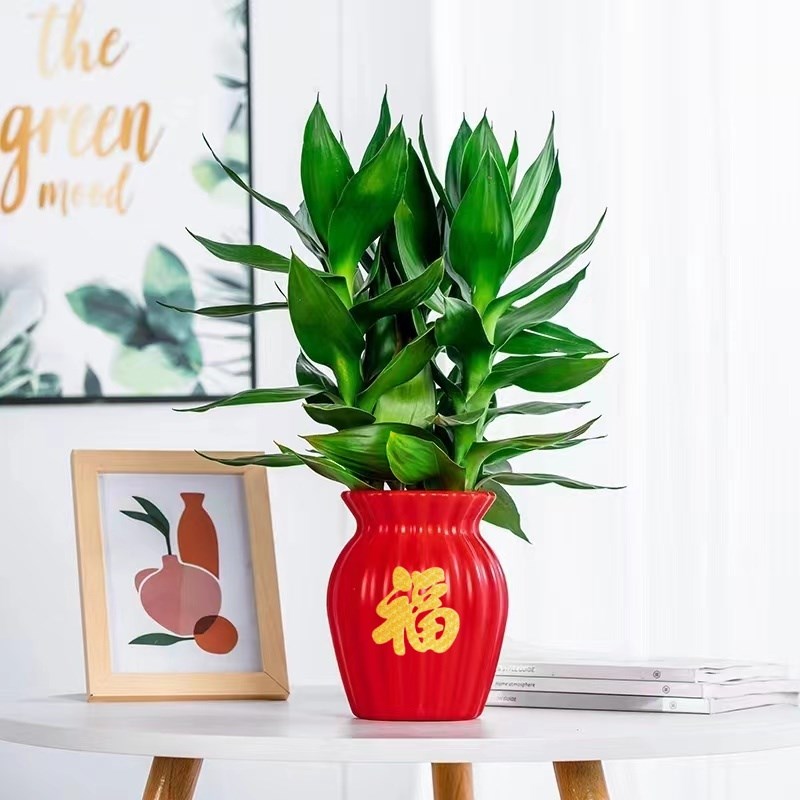 观音竹富贵竹水培植物带根绿植年宵花卉室内盆栽转运竹子水养好养