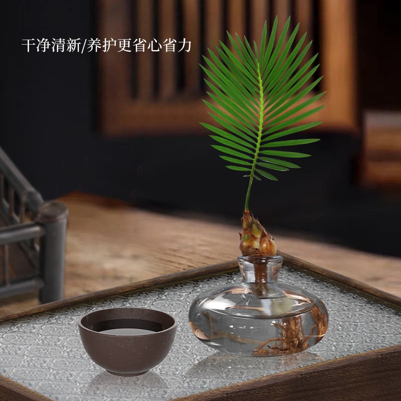 一叶小铁树盆栽水培植物办公桌面创意解压绿植禅意盆景造型苏铁