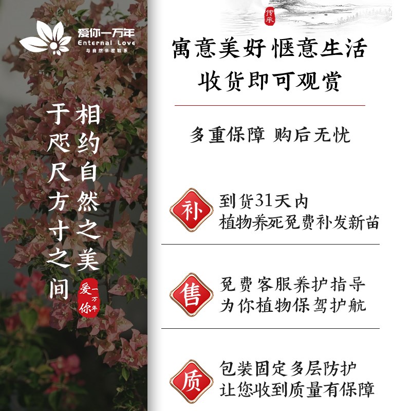 重瓣三角梅四季开花卡亚塔老桩盆栽带花卉绿植物阳台庭院飘枝大苗