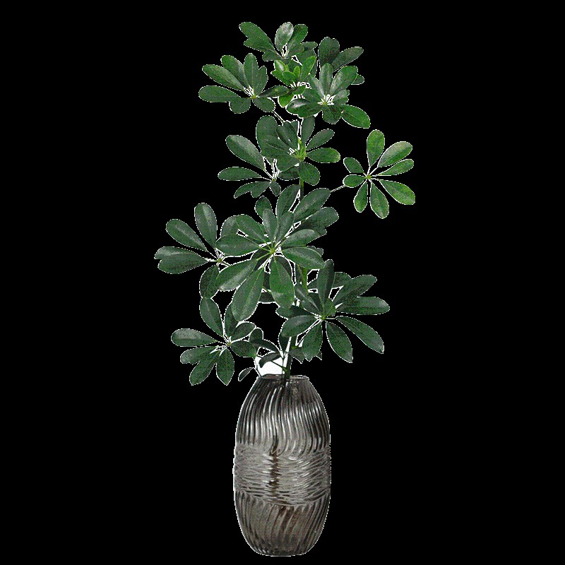 水培植物七叶莲室内绿植盆栽八方来财四季常青鸭脚木植物发财树