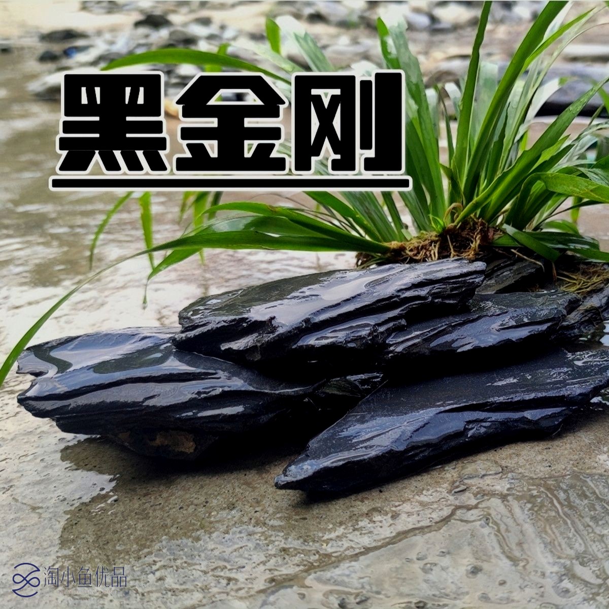 原生缸黑金精品片岩乌龟晒背片