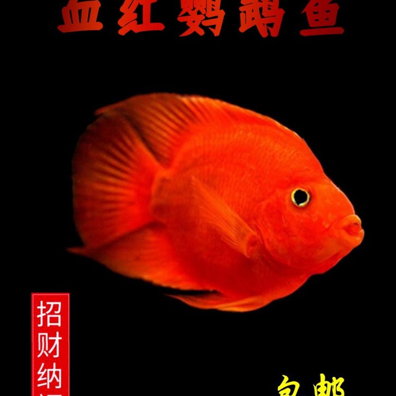 血红鹦鹉鱼活体招财猫热带银龙鱼观赏鱼地图红龙淡水大型包活进口