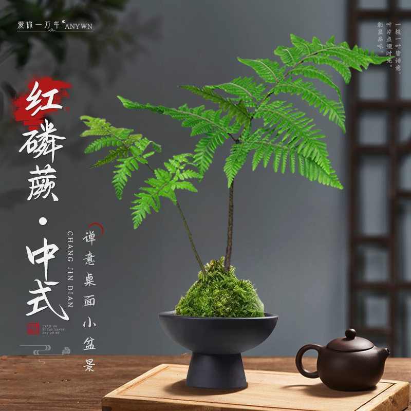 红磷蕨苔藓球水培一叶蕨类植物盆栽室内中式禅意盆景老桩观叶绿植