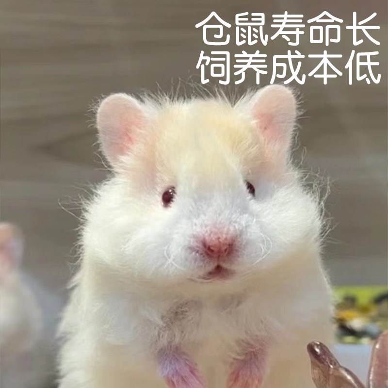 新品蜜波利金丝熊苍仓鼠活物大只长毛活体家养鼠类小宠物已打疫苗