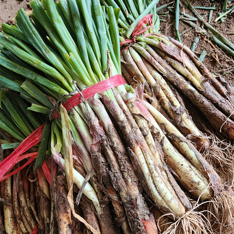 甘肃高山旱地红葱老品种批发