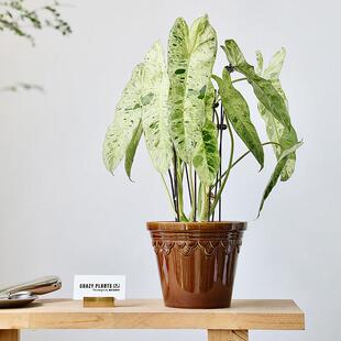 覆古陶瓷大花盆帝罗马绿色蝴蝶兰轻奢高级感兰花大口径绿植陶盆