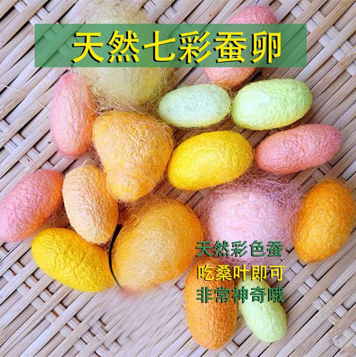 彩色蚕宝宝活物幼虫活体金色春蚕卵学生养蚕套装124龄送新鲜桑叶