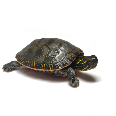 东锦龟苗红腹西锦龟深水龟鱼缸混养小乌龟活物东部锦龟南锦宠物龟